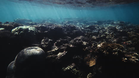 Sun-light-shines-through-on-shallow-dark-coral-reef,-moody-blue-colors