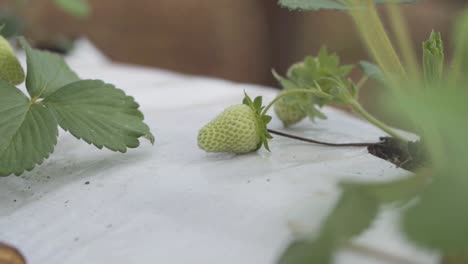 A-plant-of-strawberries-with-a-few-crops-of-unripe-strawberries-in-a-white-cover