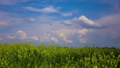 Clouds-roll-across-blue-sky-above-green-grassy-field-full-of-yellow-wildflowers