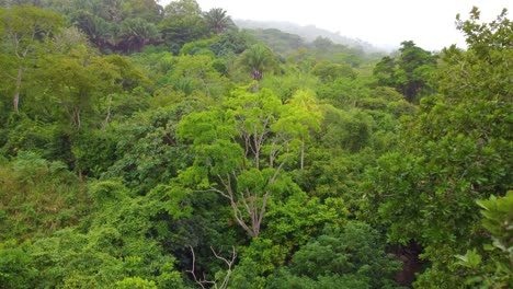 Vista-Aérea-De-Densos-árboles-Verdes-En-El-Bosque-De-Santa-Marta,-Colombia