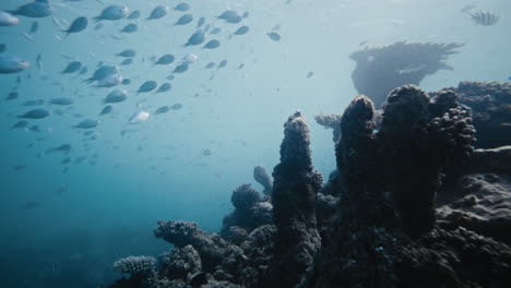 Tropical-ocean-fish-swim-up-rising-to-follow-edge-of-coral-reef-in-magical-pattern