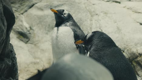 Eselspinguine-Im-Osaka-Aquarium-Kaiyukan,-Japan