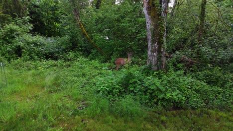 Hirsche-Im-üppigen-Grünen-Wald-Und-Büschen