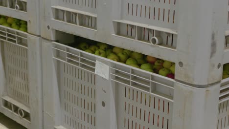 Many-apples-in-large-plastic-boxes,-food-storage