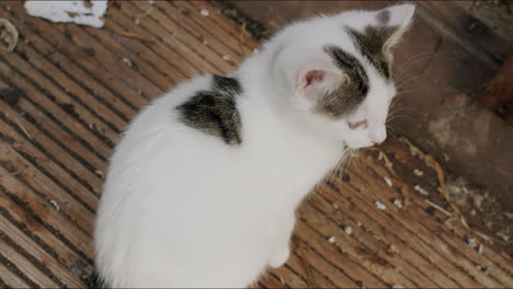 Adorable-white-kitten-looking-up-and-meowing,-view-from-above,-sitting-on-a-wooden-plank