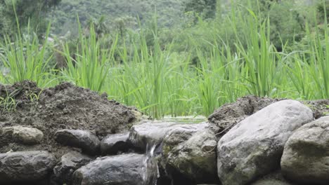 Wasserumleitungskanäle-Auf-Reisfeldern