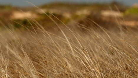 ear-of-wheat-grain-with-gentle-breeze-in-golden-hours-in-countryside-farm-field-land,-food-crisis-inflation-concept