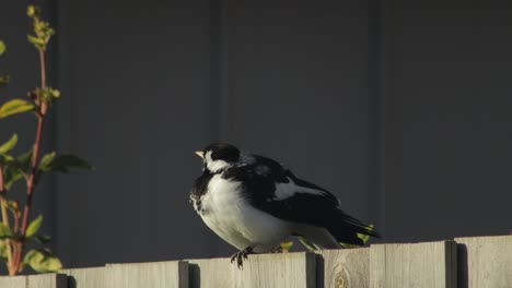 Urraca-alondra-Mudlark-Sentado-En-La-Valla-Australia-Victoria-Gippsland-Maffra