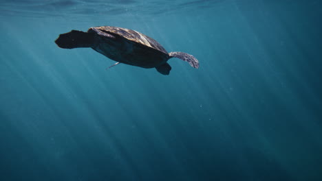 Schildkröte-Schwimmt-In-Zeitlupe-Davon,-Während-Lichtstrahlen-Im-Wasser-Auf-Sie-Herabscheinen