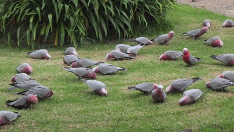 Galahs-Desenterrando-Césped-Australia-Maffra-Gippsland-Victoria