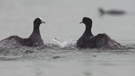 Seitenansicht-In-Zeitlupe-Von-Im-Wasser-Kämpfenden-Blässhühnern,-Die-Ihren-Körper-Kratzen-Und-Greifen