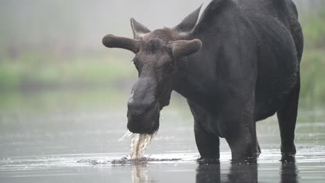 Zeitlupenvideo-Eines-Elchbullen,-Der-An-Einem-Nebligen-Morgen-In-Einem-Teich-Frisst,-Seinen-Kopf-Hebt-Und-In-Die-Kamera-Schaut,-Während-Wasser-Von-Seinem-Geweih-Tropft