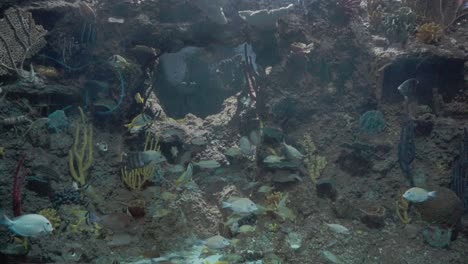 Marine-ecosystem-in-aquarium-tank-with-artificial-reef