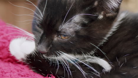 Cute-kitten-cleaning-its-paw