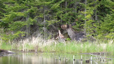 A-cow-moose-feeds-on-trees-while-laying-next-to-a-pond-during-a-calm-morning