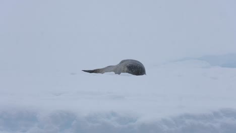 Antarctic-Fur-Seal-Lying-on-Iceberg-on-Snowy-Day-in-Antarctica,-Slow-Motion