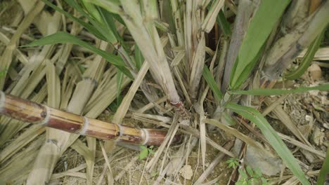 Nice-circle-shot-of-Sugar-cane-homegrown-in-backyard-farming-sunny-tropical-climate-outdoors