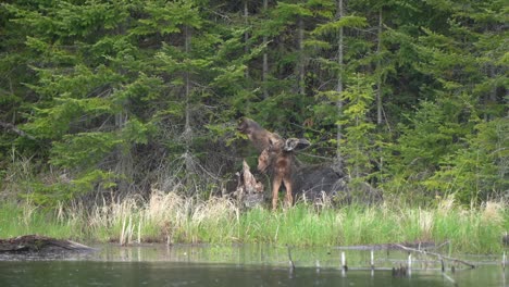 A-moose-calf-licks-its-mothers-face-while-the-two-rest-along-the-edge-of-a-pond-on-an-overcast-morning