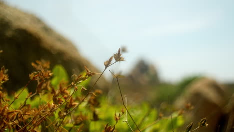 Nahaufnahme-Eines-Blumenbaums,-Der-Sich-Bei-Frischer-Sommerbrise-Sanft-Bewegt,-Mit-Blauem-Himmel-Und-Landschaft-Auf-Unscharfem-Hintergrund