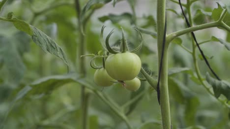 Nahaufnahme-Von-Grünen-Tomaten,-Die-Auf-Reben-In-Einer-üppigen-Gartenszene-Wachsen