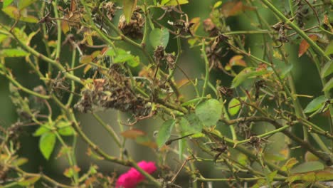 Juvenile-Grey-Butcherbird-In-Rose-Bush-Australia-Maffra-Gippsland-Victoria