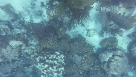 Mantarraya-Nadando-Hasta-El-Fondo-Del-Arrecife-De-Coral-Bajo-El-Agua-Del-Mar-Caribe,-Los-Roques