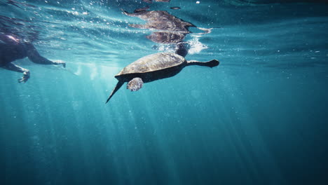 Los-Buzos-Se-Acercan-Y-Siguen-A-Las-Tortugas-Que-Suben-A-La-Superficie-Mientras-La-Luz-Del-Sol-Brilla-A-Través-De-Aguas-Azules-Claras,-Silueta