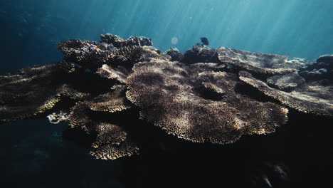 Sun-rays-glisten-on-acropora-coral-sheets-hanging-off-of-reef-in-shallow-water