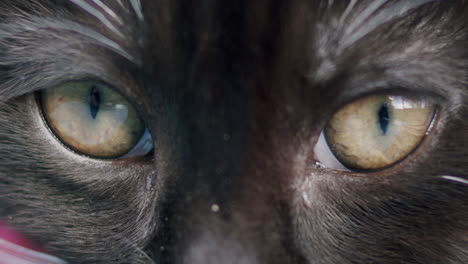 Kitten-eyes-in-macro-close-up