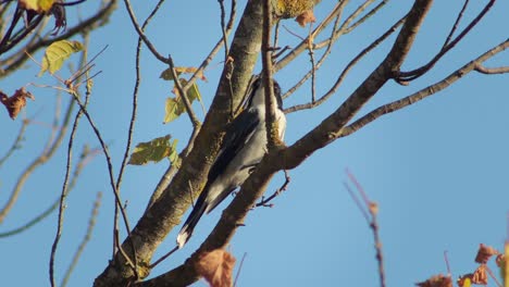 Butcherbird-On-Tree-Branch-Australia-Victoria-Gippsland-Maffra-Daytime-Blue-Sky