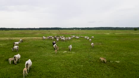 Herd-of-Hungarian-Grey-cattle-walking-in-the-pasture,-aerial