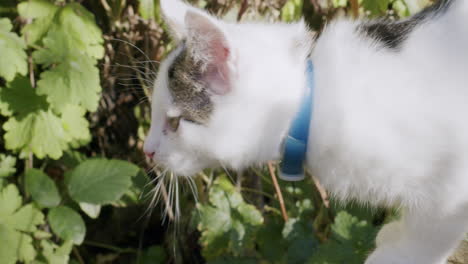 Gatito-Blanco-Saltando-De-La-Pantalla-En-Un-Jardín-En-Un-Día-Soleado