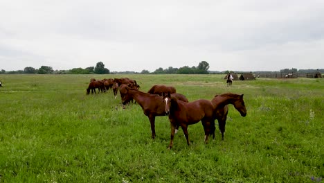 Akhal-teke-horses-and-colt-riders-on-grass-plains,-aerial-close-up