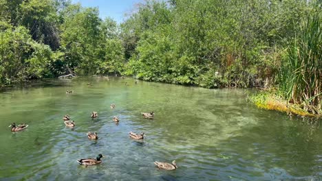 Criadero-De-Peces-De-Fillmore-En-Fillmore,-California