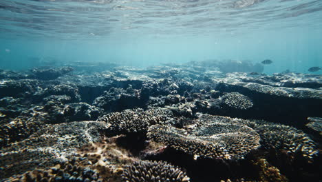 Shallow-water-mystical-view-of-light-cascading-across-beautiful-reef-with-only-a-few-fish