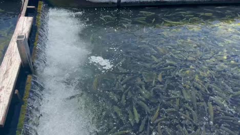 Fillmore-Fish-Hatchery-in-Fillmore,-California