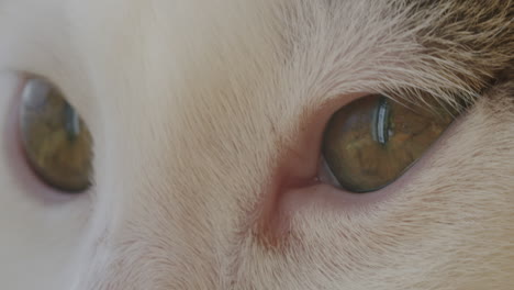 Kitten-eyes-close-up.-Pet-animal-macro-view