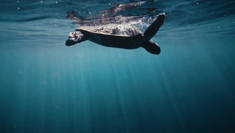 Sparkling-clear-water-underwater-view-of-turtle-playing-at-surface-flapping-fins