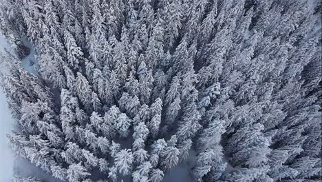 Breathtaking-aerial-view-of-a-dense,-snow-covered-pine-forest-in-winter-in-the-Swiss-Alps,-Switzerland