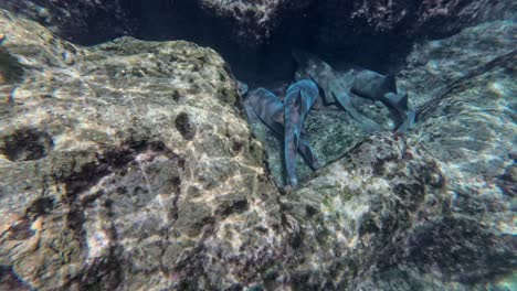 Underwater-view-of-group-of-sharks-resting-on-ocean-floor-among-rocks