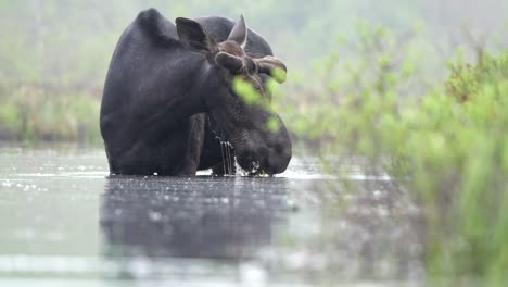 Wasser-Tropft-Von-Einem-Elchbullen,-Während-Er-An-Einem-Nebligen-Morgen-In-Einem-Flachen-Teich-Frisst