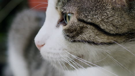 Cat-close-up-profile-of-head,-showcasing-detailed-features,-eyes-and-whiskers