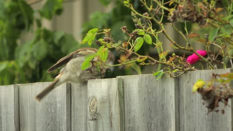 Juvenile-Grey-Butcherbird-Eating-Rose-Bush-Australia-Maffra-Gippsland-Victoria