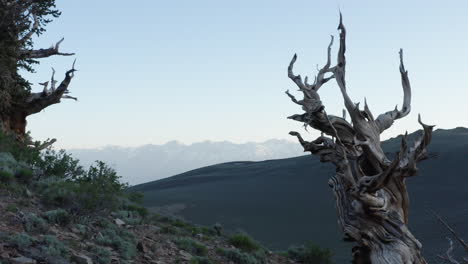 Pinos-Bristlecone-En-Las-Montañas-Blancas,-El-árbol-Vivo-Más-Antiguo-Conocido-De-California,-Con-Más-De-5000-Años-De-Antigüedad