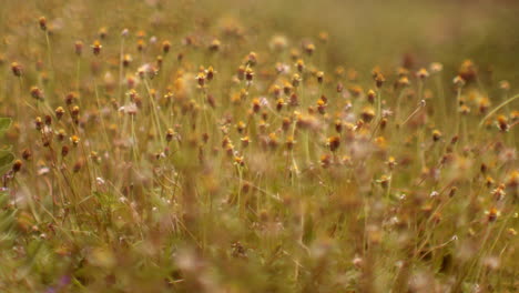 Daisies-field-close-up-during-warm-sunset-afternoon-light-unpolluted-nature