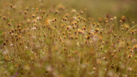 Campo-De-Margaritas-De-Cerca-Durante-La-Cálida-Puesta-De-Sol-Por-La-Tarde-Luz-Naturaleza-No-Contaminada