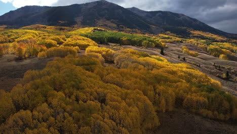 Aerial-View-of-Beautiful-Yellow-Aspen-Forest-oh-Hills,-Colorado-USA