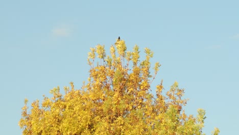 Common-Starling-Landing-Onto-Tall-Autumnal-Tree-Australia-Victoria-Gippsland-Maffra-Daytime-Clear-Blue-Sky