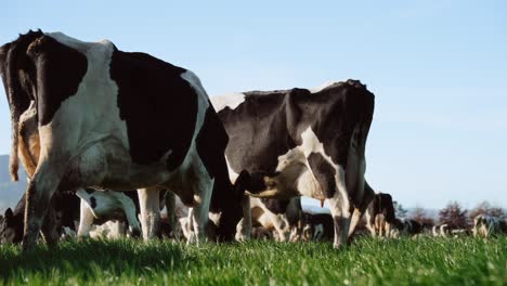 Grazing-cows-on-lush-green-pasture