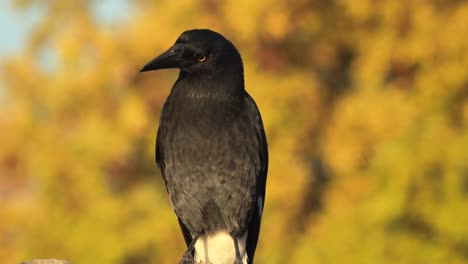 Pied-Currawong-Vogel-Australien-Victoria-Gippsland-Maffra-Tagsüber-Nahaufnahme-Herbstlicher-Baum-Im-Hintergrund